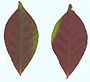 red leaves